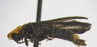 New Firefly Species