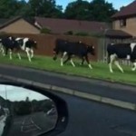 Cows Filmed Fleeing From Police Van, Running Farmer in Scotland 