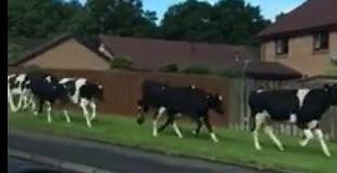 Cows Fleeing From Police Van