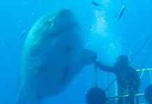 Diver High-Fives Great White Shark