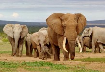 Elephant Population