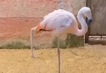 Flamingo Adjusting to Prosthetic Leg