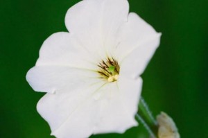 An internal clock helps petunia know when to release their scent in order to attract pollinators. Photo by the University of Washington/Kiley Riffell