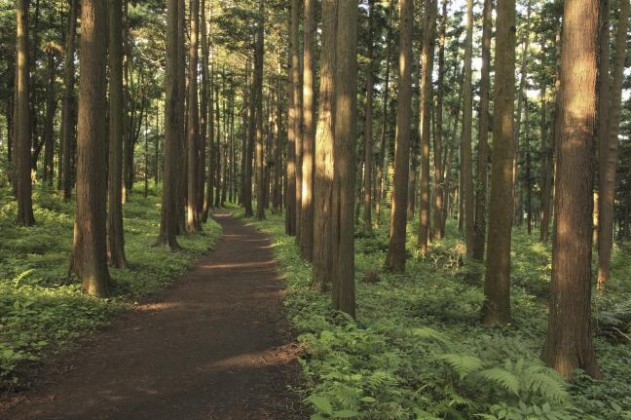 Japanese Tree Plantations Causing Nitrogen Pollution | Gephardt Daily