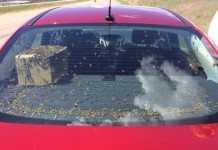 Car Full of Bees