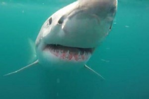 New-shark-attacks-reported-off-Carolina-coasts-make-6-this-month