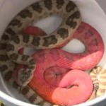 Rattlesnake Found Painted Pink Near Salt Lake Construction Site 