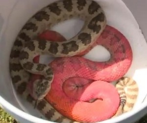 Rattlesnake-found-painted-pink-near-construction-site-in-Utah
