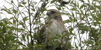 Red-Tailed Hawk Takes Up Residence on White House Grounds