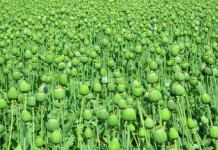 A large field of opium poppy