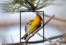 Recognition Software for Birds