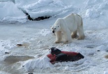 Polar Bears Eating Dolphins