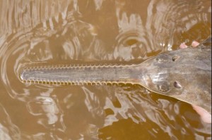Sawfish-offer-first-proof-of-virgin-births-in-vertebrates