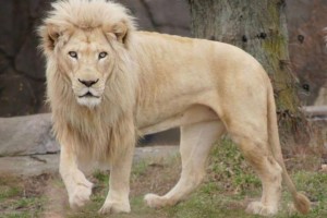 Siegfried-and-Roys-white-lion-dies-during-surgery-at-Toledo-Zoo