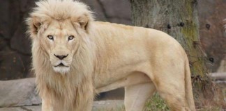 Siegfried and Roy White Lion Dies