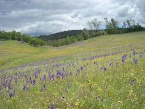 Warmer-drier-winters-are-shrinking-Californias-wildflower-diversity