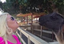 Woman Trying to Kiss Llama