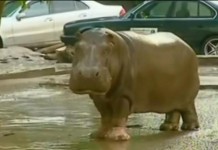 Animals Escaped in Georgian Flood