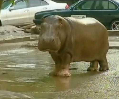 Zookeepers Killed, Animals Escaped in Georgian Flood | Gephardt Daily