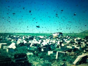 20 million honey bees escape after a tractor-trailer accident outside Howe, Idaho Thursday morning - Photo Courtesy: LocalNews8.com 