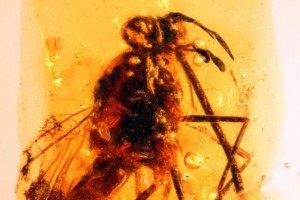 An ancient pollinating fly fossilized in amber. Photo by Cell Press/Barcelona University