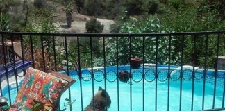 Bear Beats the Heat with a Dip in California Family's Pool