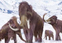 Mammoths