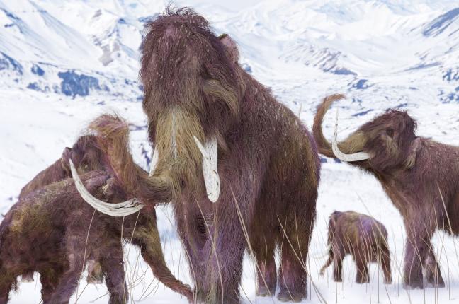 Abrupt Climate Change Killed Off Mammoths | Gephardt Daily