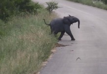South Africa Baby Elephant Chasing Swallows