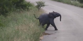 South Africa Baby Elephant Chasing Swallows