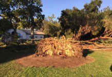 Tree Falls and Injures 8 children near Museum in California