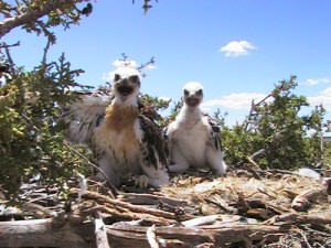 Ferrug-babies-standing-in-nest-2