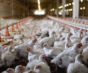 Four-accused-in-slave-labor-trafficking-ring-on-Ohio-egg-farm