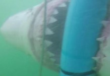 Great-white-shark-attacks-underwater-cage-with-diver-inside