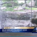 Grizzly Bear Uses Rock to Shatter Window at Minnesota Zoo 