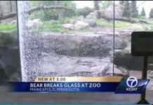 Grizzly-bear-uses-rock-to-shatter-window-at-Minnesota-Zoo
