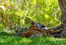 Hundreds Of Animals Relocated In Mexico