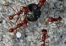 Lazy-ants-slack-off-while-their-comrades-work-extra-hard