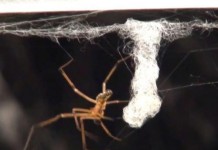 Male Black Widow Spiders Destroy Females' Webs