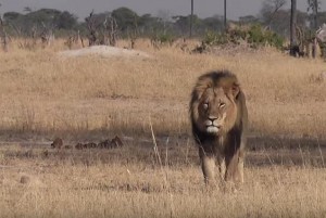 Minnesota-dentist-accused-of-illegally-killing-Cecil-the-lion