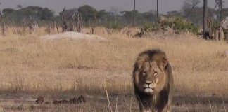 Minnesota Dentist Accused of Illegally Killing Cecil the Lion