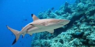 Scientists-to-use-baited-cameras-to-count-world-shark-population