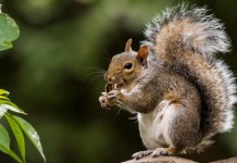 Squirrel-virus-may-have-killed-3-German-men
