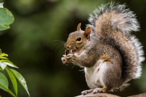 A new virus that jumped from squirrels to humans is being blamed for the deaths of three men in Germany. Photo: chris froome/Shutterstock