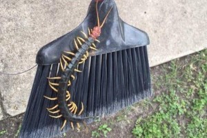 A giant Texas redhead centipede. Photo by Texas Parks and Wildlife/Facebook