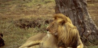Cecil The Lion in Zimbabwe
