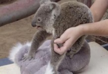 Zoo Gives Stuffed Koala To Joey