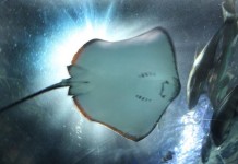 Zoo Won't Reopen Exhibit After Mass Stingray Deaths
