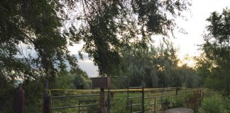 12- Year-Old Girl Found Dead In West Valley City Horse Pasture