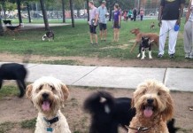 City to Host ‘Yappy Hour’ Event
